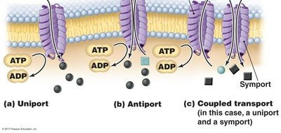 Active transport mechanisms: uniport, antiport, symport