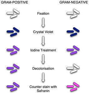 Gram stain steps and results