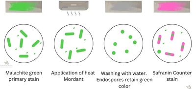 Endospore stain results