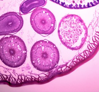 Diagram of endosymbiotic theory