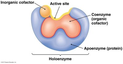Enzyme structure: holoenzyme, apoenzyme, cofactors