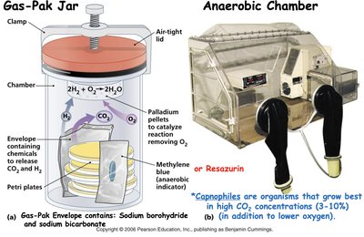 Gas-Pak jar and anaerobic chamber