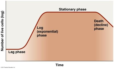 Microbial growth curve