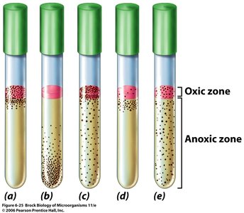 Thioglycolate medium oxygen gradients