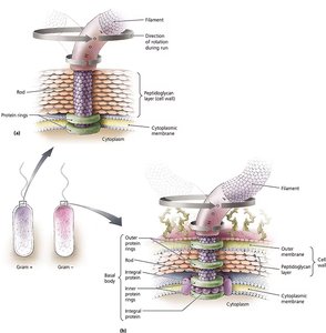 Structure of bacterial flagella