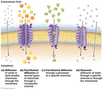 Passive transport across membranes