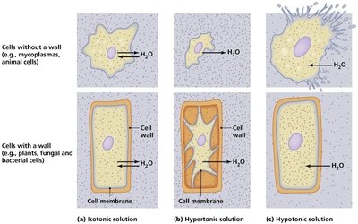 Osmosis and effects of tonicity on cells