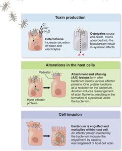 Mechanisms of E. coli pathogenesis
