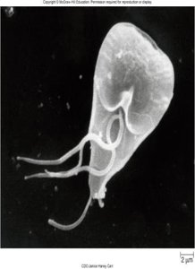 Cryptosporidium oocysts