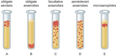 Oxygen tolerance in test tubes
