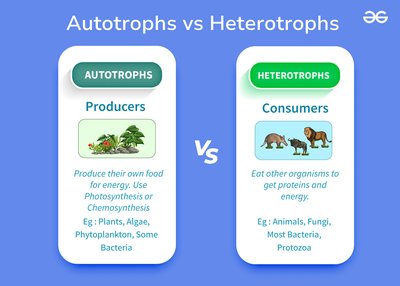 Autotrophs vs Heterotrophs
