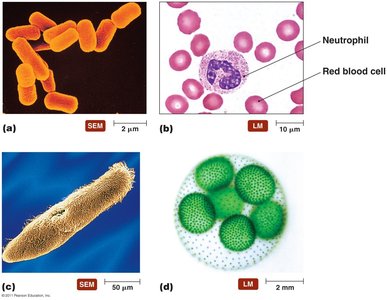 Examples of types of cells: SEM and LM images of bacteria, neutrophils, protozoa, and algae