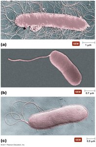 Basic arrangements of bacterial flagella
