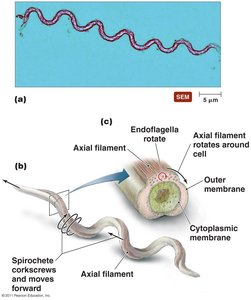 Axial filament structure in spirochetes