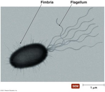 Fimbriae on bacterial cells