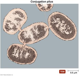 Pilus structure in bacterial cells
