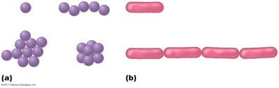 Bacterial shapes and arrangements