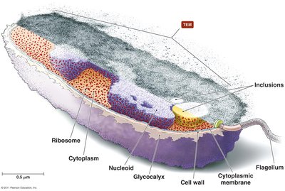 Typical prokaryotic cell structure
