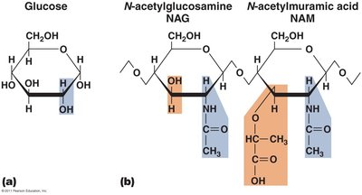 Comparison of structures of glucose, NAG, and NAM