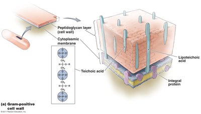 Gram-positive bacteria cell wall structure