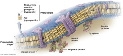 Structure of prokaryotic cytoplasmic membrane