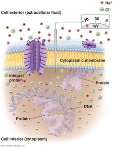 Electrical potential of a cytoplasmic membrane