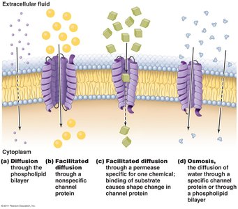 Passive processes of movement across membranes