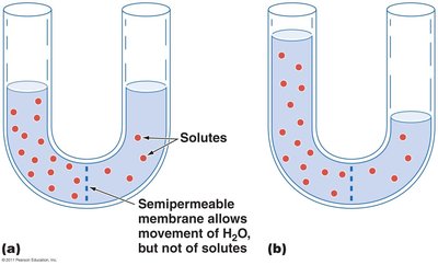 Osmosis diagram