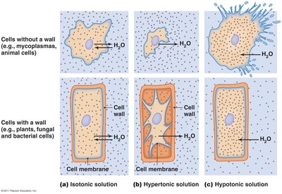 Effects of solutions on cells
