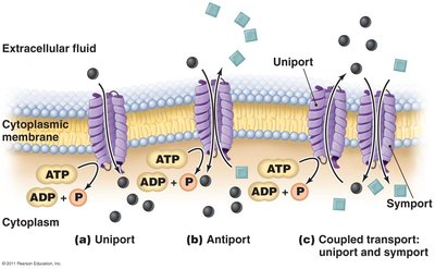 Mechanisms of active transport