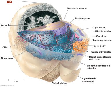 Typical eukaryotic cell structure