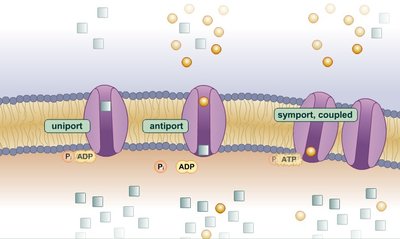 Gram-positive cell wall structure