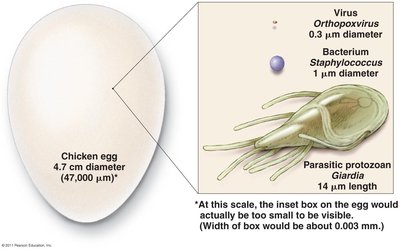 Approximate size of various types of cells