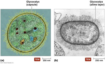 Glycocalyx capsule and slime layer in bacterial cells