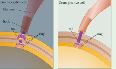 Proximal structure of bacterial flagella