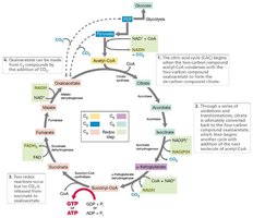 Citric acid cycle diagram