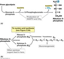 Pentose phosphate pathway diagram