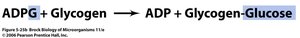 ADPG reaction with glycogen