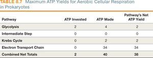 ATP yield table for aerobic respiration