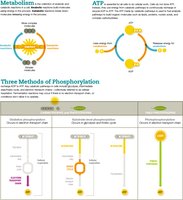Visual summary of metabolism