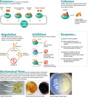 Visual summary of metabolism
