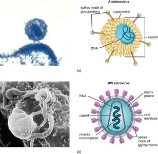 Bacteriophage structure
