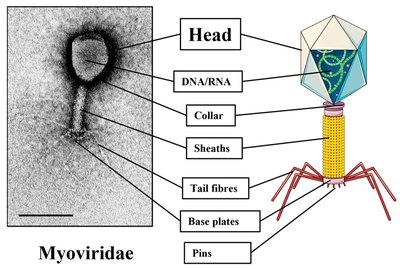 Lytic cycle of bacteriophage
