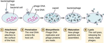 Lysogenic cycle: phage DNA incorporation