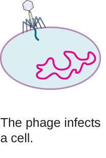 Lysogenic cycle: cell division with prophage DNA