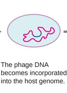 Lysogenic cycle: induction under stress
