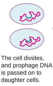 Lytic cycle after induction