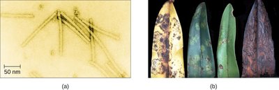Tobacco mosaic virus and diseased leaves