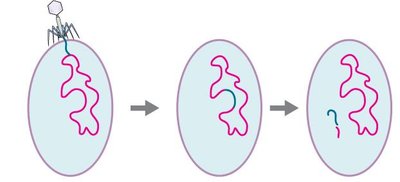 Transduction process