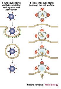 Animal virus entry: endocytosis and membrane fusion